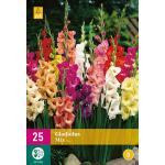 Gladiolus mix (25 stück)