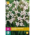 Gladiolus callianthus (50 pièces)