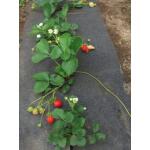 Toile de sol avec ouvertures pour les tomates - 60 cm x 5 m