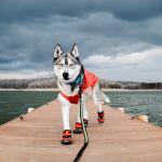 Chaussures rouges  pour chien Kurgo Blaze Cross Shoe - XS