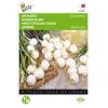 Oignon Blanc De Barletta - Allium cepa