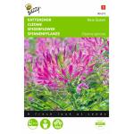 Cléome Rose Queen - Cleome spinosa