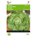Kopfsalat Gärtnerstolz Du Bon Jardinier - Lactuca sativa