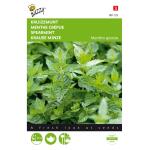Minze - Mentha spicata