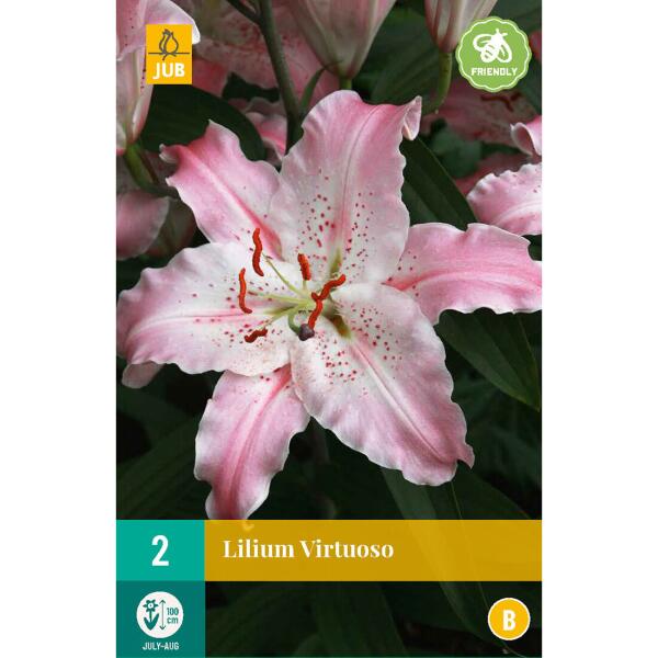 Lilium Virtuoso - Lys oriental - Webshop - Matelma