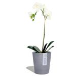 ECOPOTS Morinda pot d'orchidée - bluestone Ø 14 cm