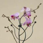 Orchideenclips (10 stück)