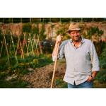 Persil Ilsa - graines Wim Lybaert