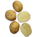 Pommes de terre de semence Première Hollande - 1,5 kg