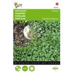 Pourpier Vert - Portulaca oleracea