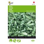 Sauge - Salvia officinalis