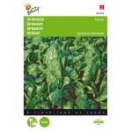 Epinard Nores - Spinacia oleracea