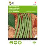 Haricots nains Sonate - Phaseolus vulgaris