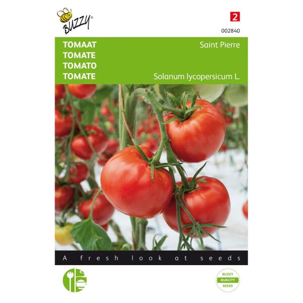 Graines Tomate Saint Pierre - Solanum lycopersicum saint pierre