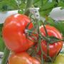 Tomatentriebstütze weiß (100 stück)