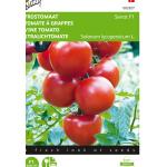Tomate à grappes Serrat F1 - Solanum lycopersicum L.