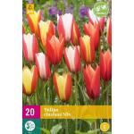Mélange de tulipes Clusiana