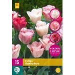 Tulipe Hemisphere - Triumph (15 pièces)