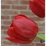 Vase en forme de coeur pour tulipes - Bleu de Delft