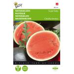 Wassermelone Sugar Baby - Cucumis lanatus