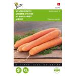 Carotte d’Hiver Berlicum 2 - Daucus carota