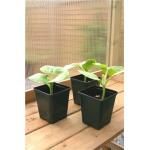 Pot de culture carré - 9 x 9 x 10 cm (18 pièces)