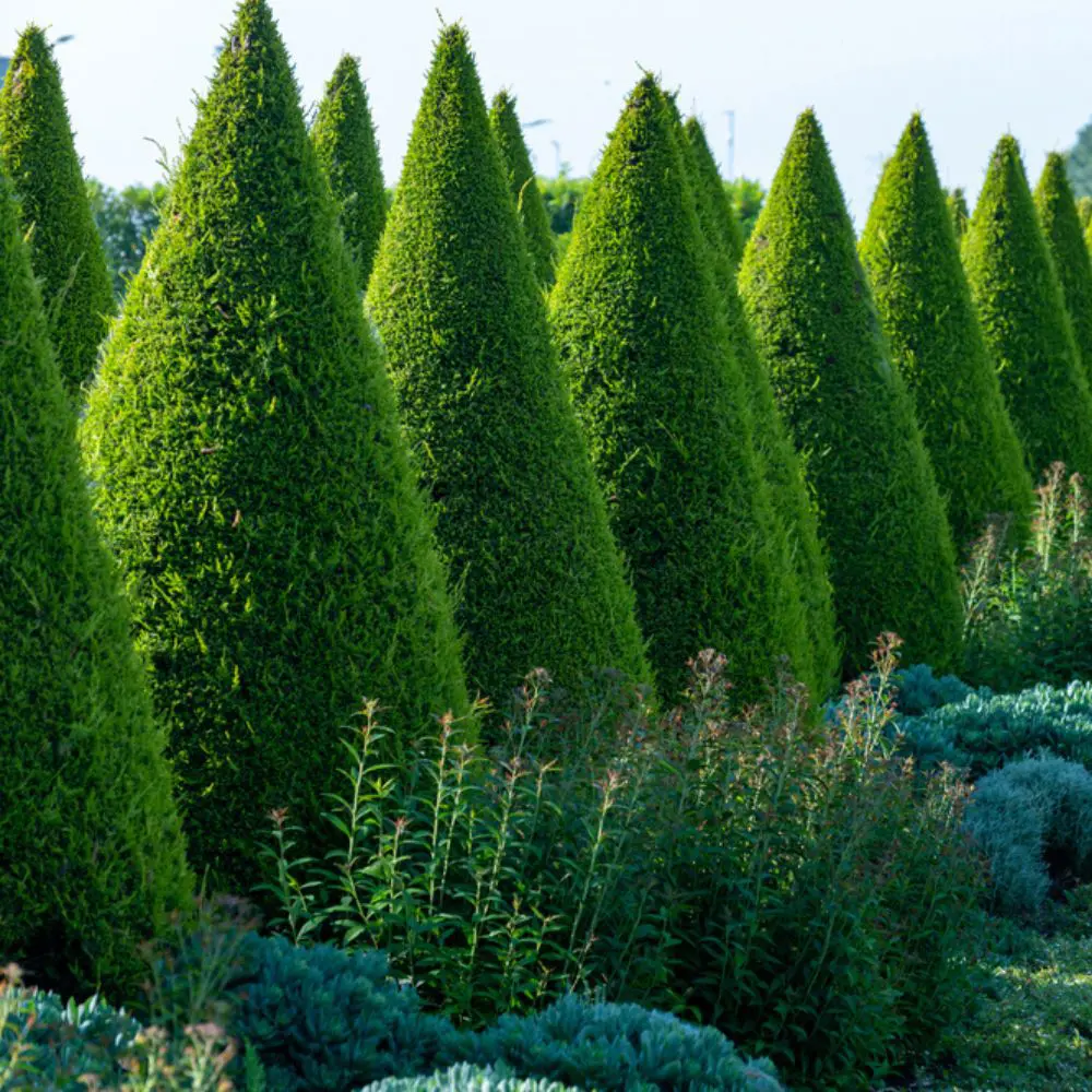 Conifères conifères