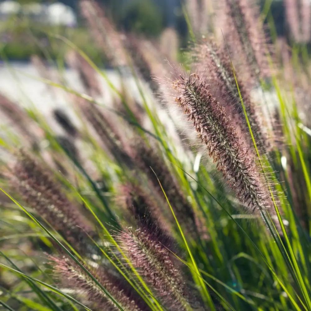 Graminées ornementales