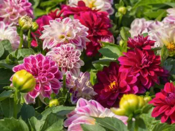 Graines et bulbes floraux