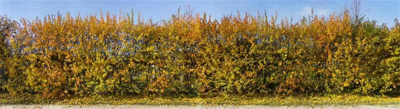 Pas cher et facile à planter !