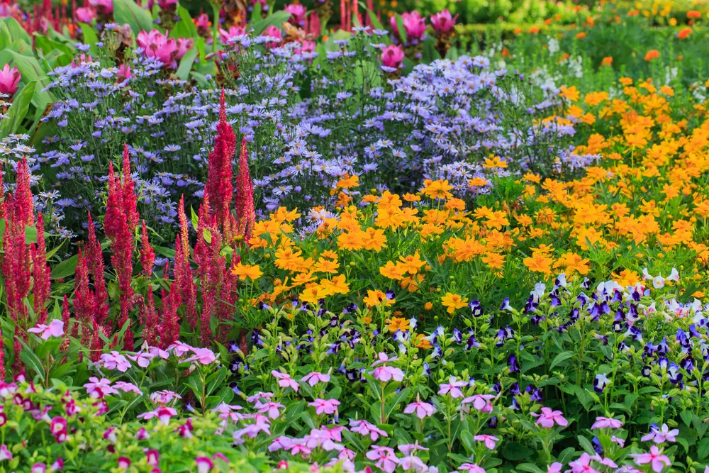 Achetez des plantes en ligne