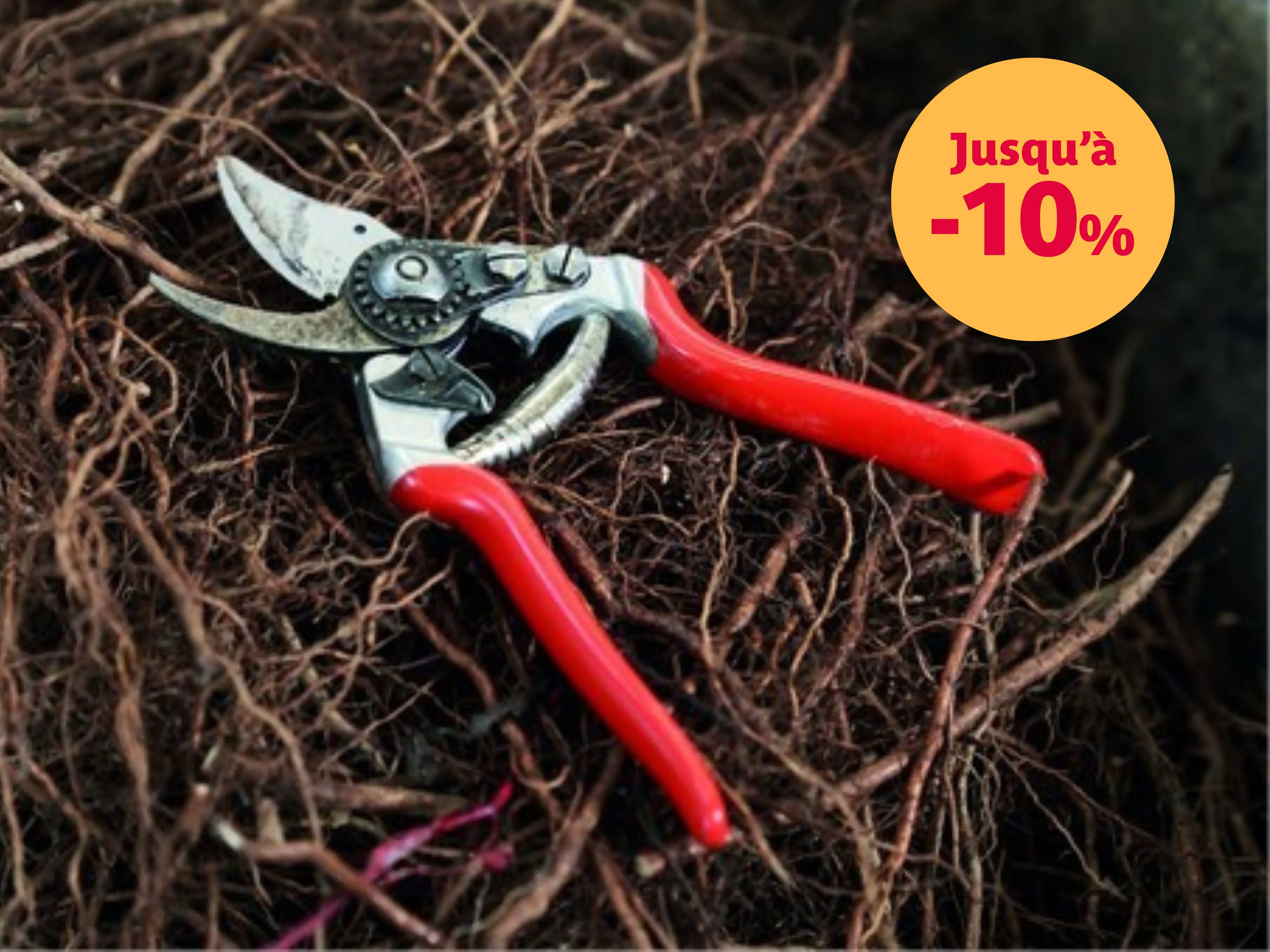 Promotion de la taille hivernale