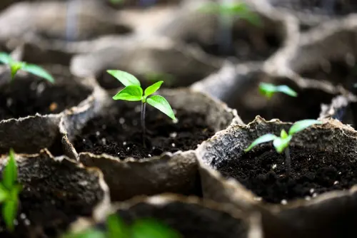 Graines et bulbes floraux