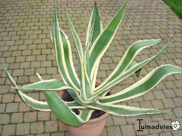 Agave - Matelma