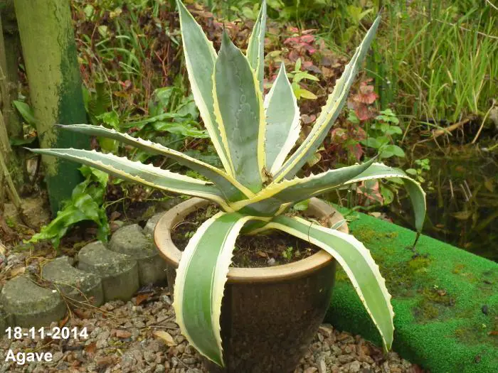 lr aloe vera face serum Dr.Rashel Aloe Vera Collagen Vitamin e Skin Natural Face Serum