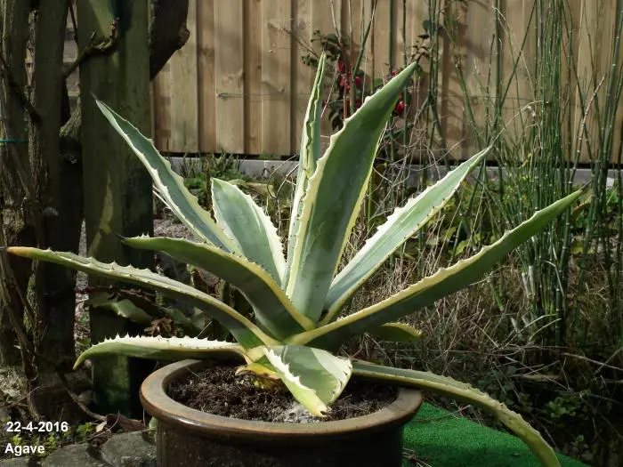 Agave - Matelma