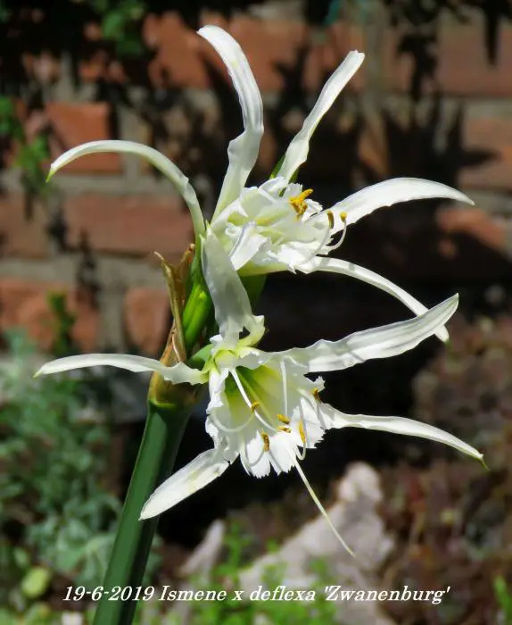 micans variegata Philodendron Micans Variegated Aurea – Greenroom Planter main image 0