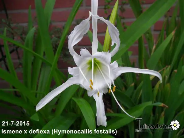 Spinnenlilie - Matelma