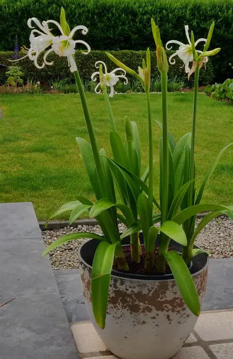 Spinnenlilie - Matelma