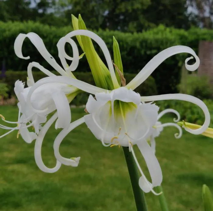 Spinnenlilie - Matelma