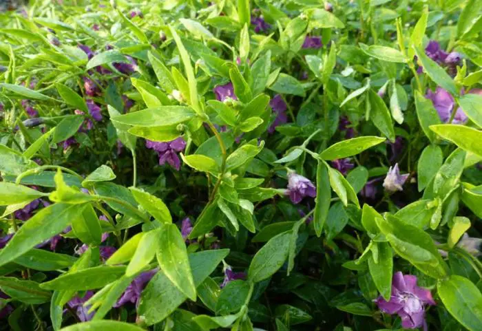 Periwinkle Definition Kleiner Periwinkle - Matelma