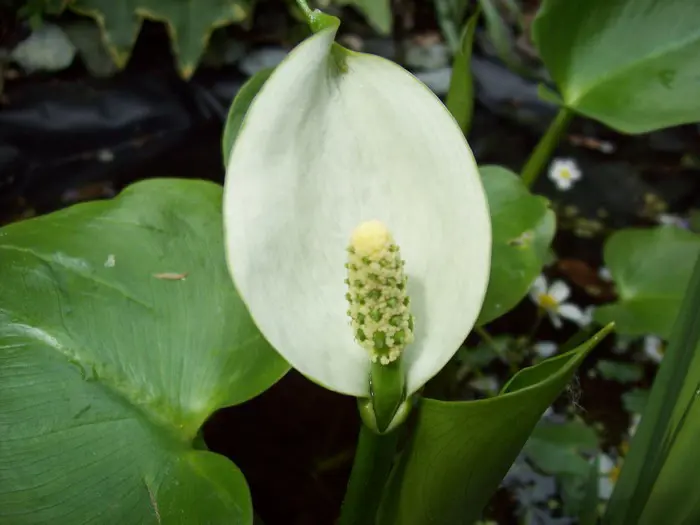 Define Calla Snakeroot - Matelma