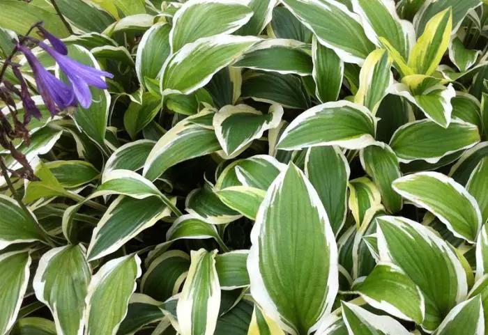 Hosta Yellow Splash Rim Heartlily / Funkia - Matelma