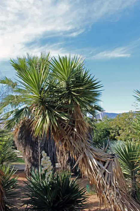 Sharp Yucca - Matelma