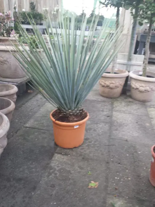 Yucca rigida - Matelma