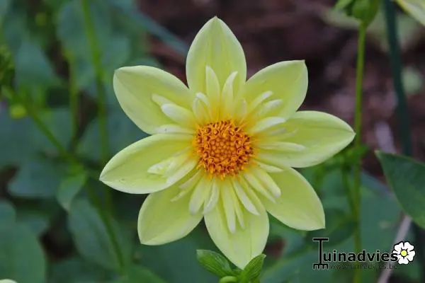 Dahlia - Matelma