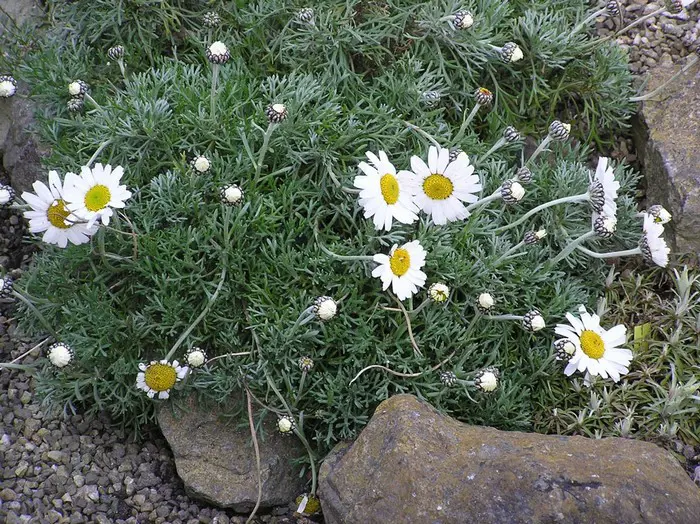 Pinnees Marguerite marocaine - Matelma