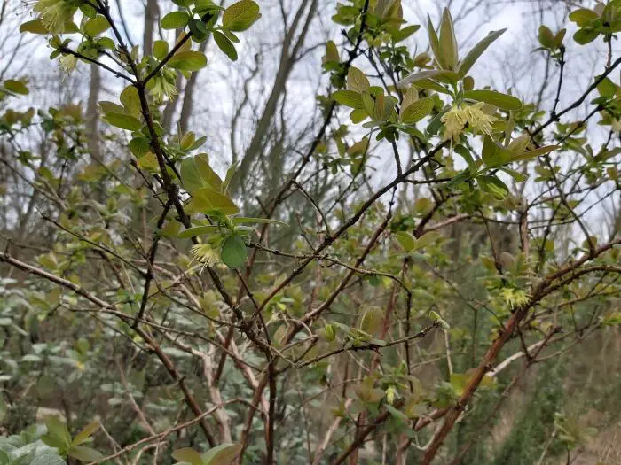 Honigbeere - Matelma