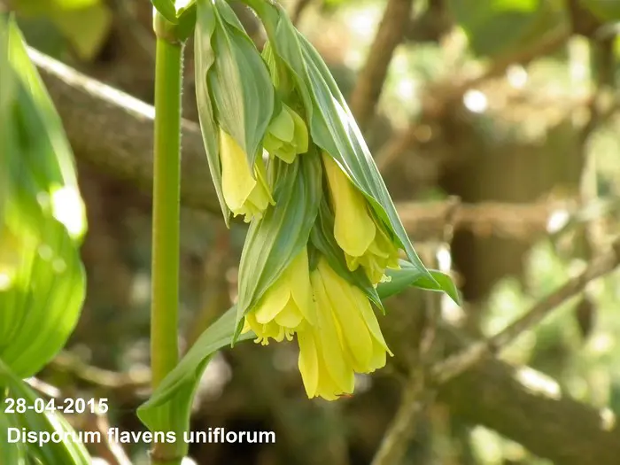 Disporum flavens - Matelma