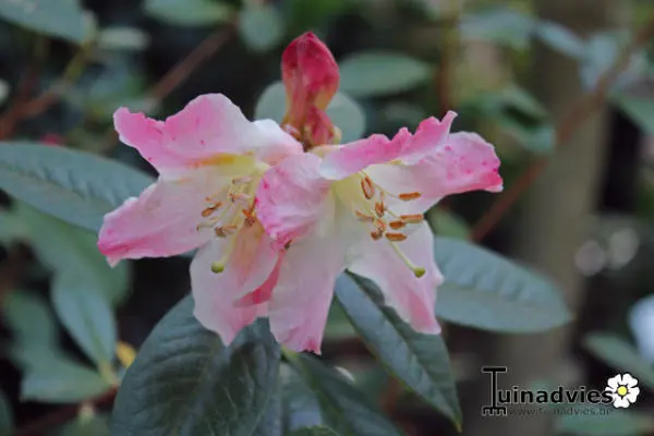 Rhododendron - Matelma